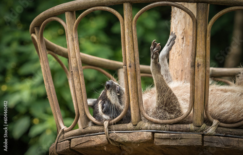 A racoon closeup in a zoo in saarburg photo