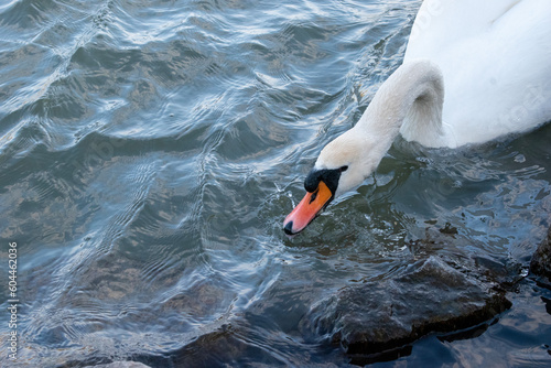 mute swan is roaming in the danube river. vienna, austria - 04 April 2023