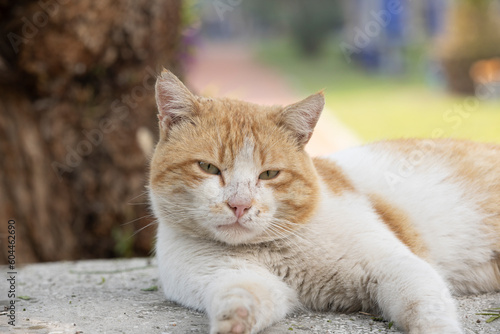 Red tabby young cat sitting on concrete wall looks up, wants food, meows, close-up smiles, top view, soft selective focus