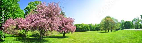 Canvas Print Panoramic view of crab apple trees in full bloom in springtime