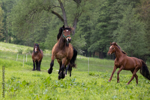 Pferdeherde auf Frühjahrsweide © Nadine Haase