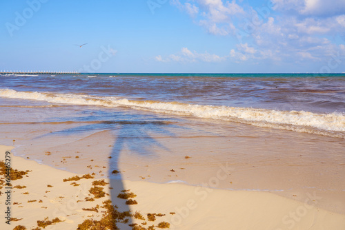 The shade of a palm tree on a tropical beach in the Caribbean Sea in Mexico.