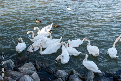 Photography A flock of mute swans is roaming in the river, group composition by the danube r