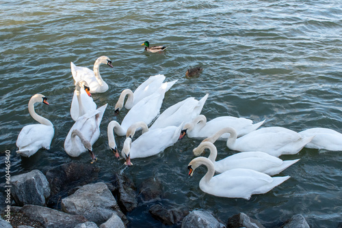 Photography A flock of mute swans is roaming in the river, group composition by the danube r