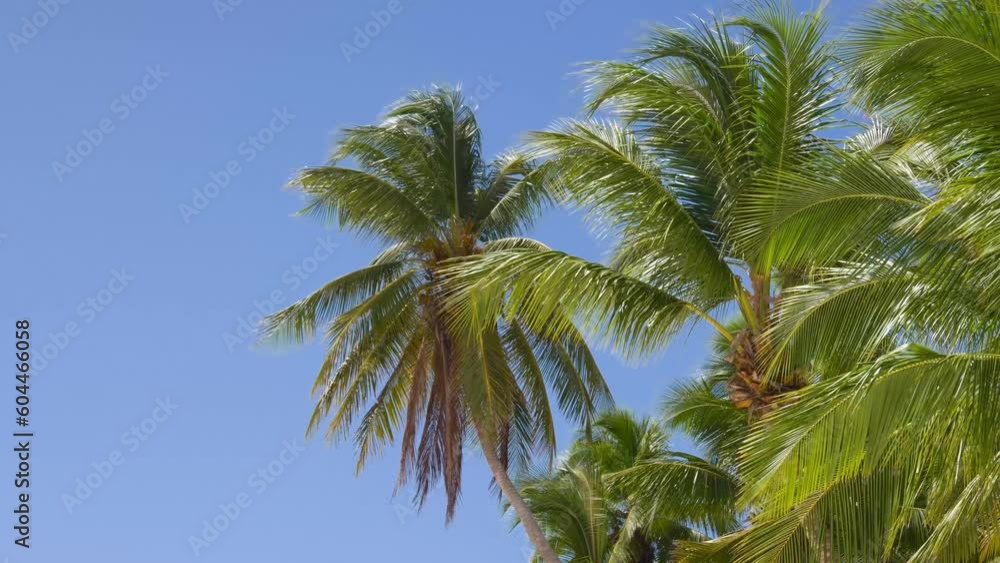 Green palm tree on blue sky background. View of palm trees against sky. Beach on the tropical island. Palm trees at sunlight. Coconut palm trees bottom view. Green palm tree on blue sky background. View of palm trees against sky. Beach on the tropical island. Palm trees at sunlight. Coconut palm trees bottom view.