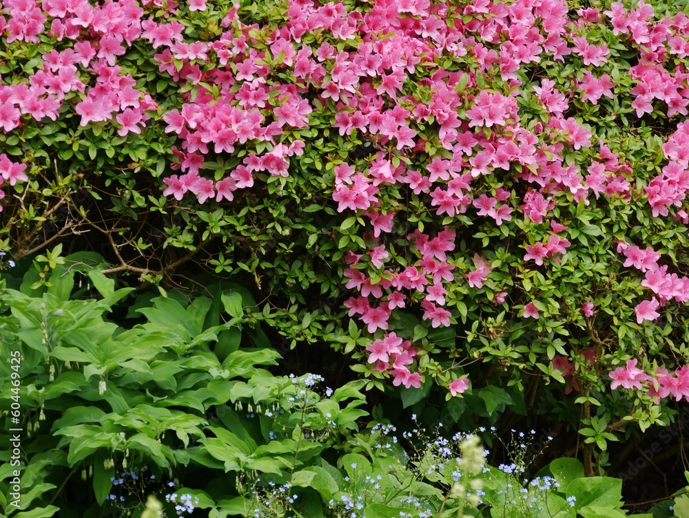 Rosa blühende Büsche in Planten un Blomen Hamburg