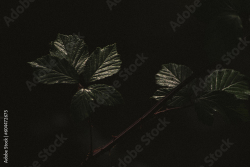 фотографія Folhas de silva