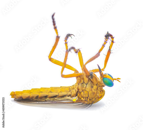 Dead hanging thief robber fly or robberfly - Diogmites esuriens - on back isolated on white background yellow tan beige body with big green eyes, known for hanging from plant while eating prey photo