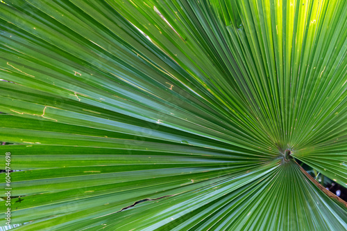 Leading lines on a green palm leaf