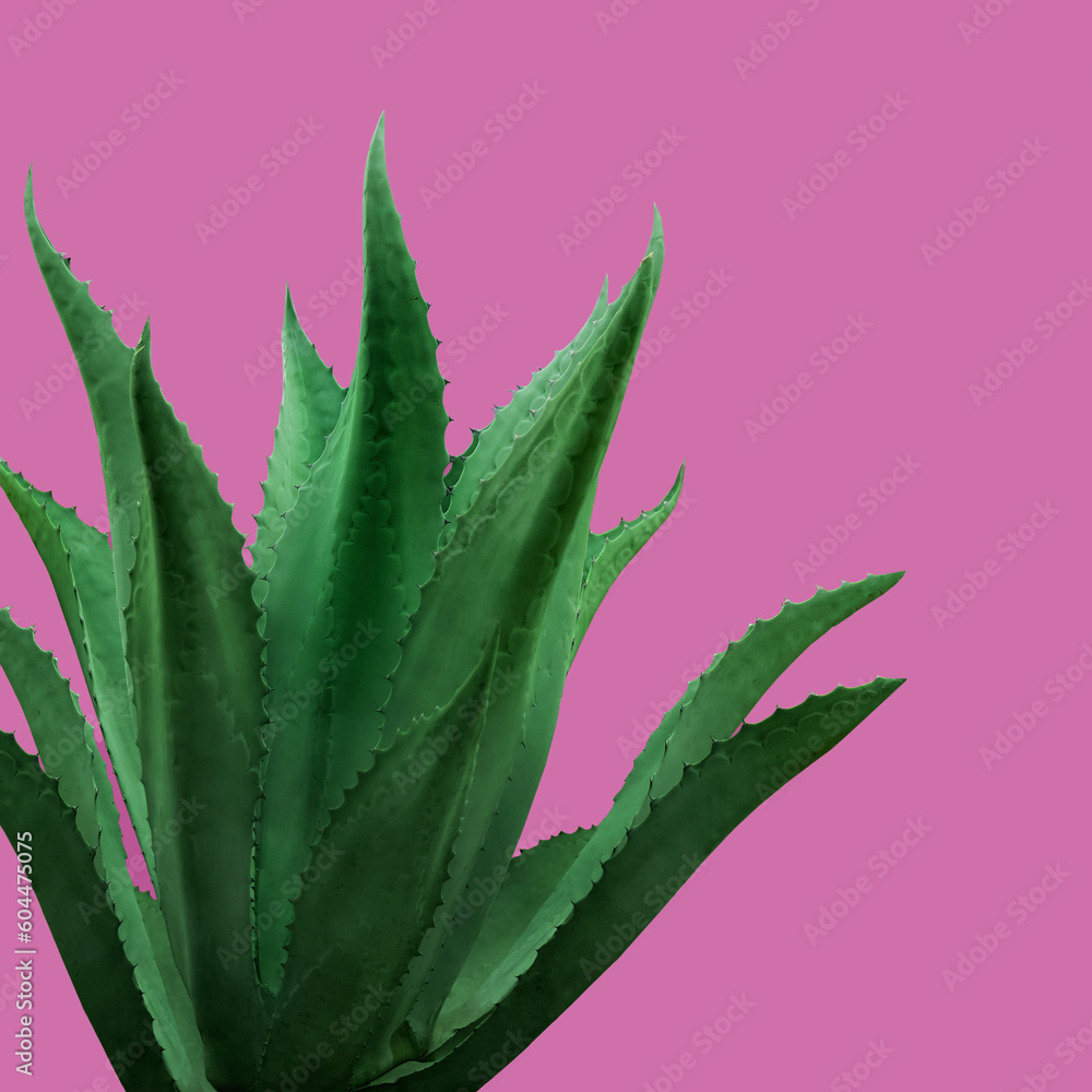 Beautiful green agave plant on hot pink background Beautiful green agave plant on hot pink background