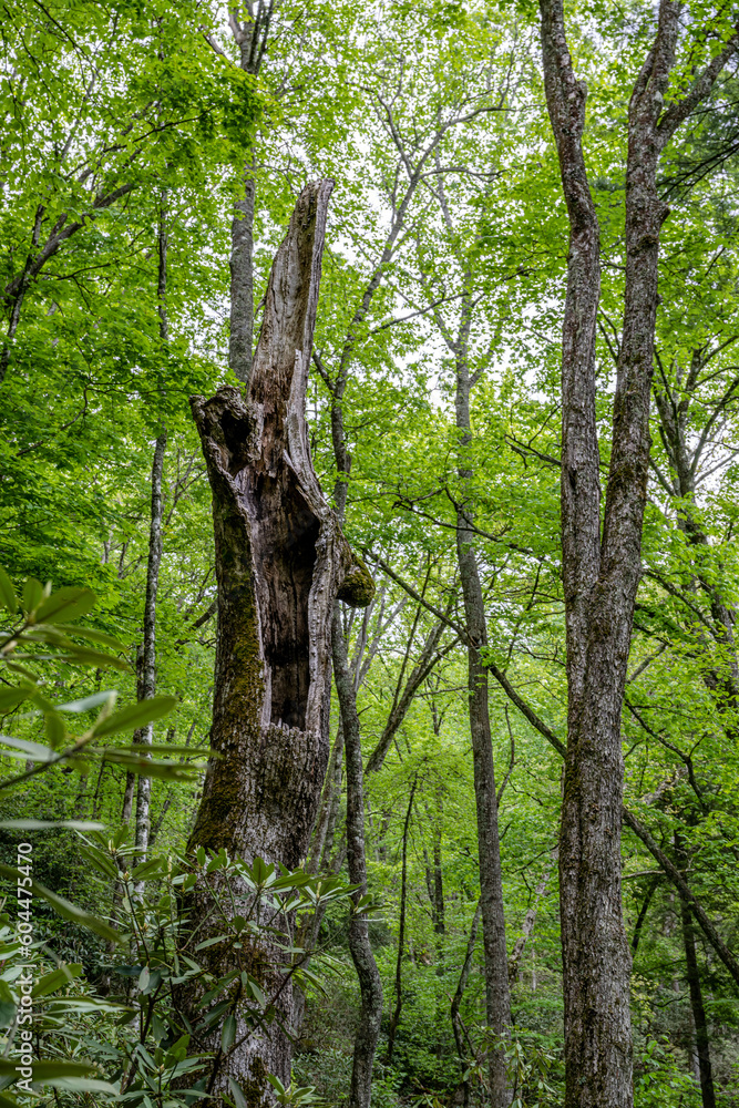 Fototapeta premium forest path