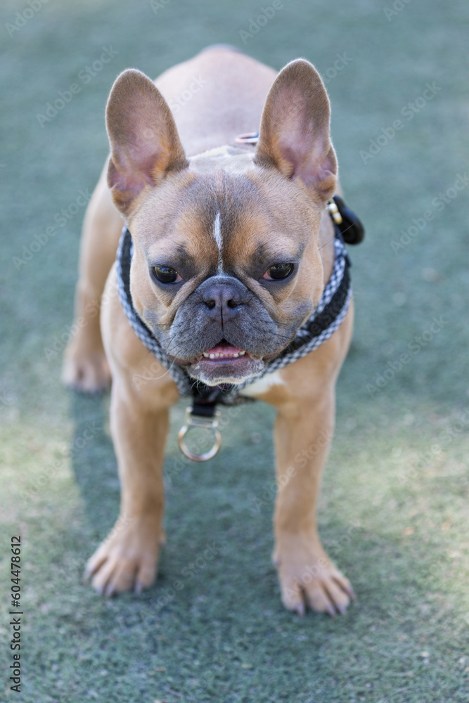 10-Months-Old Blue Fawn Female Frenchie. Off-leash dog park in Northern California.