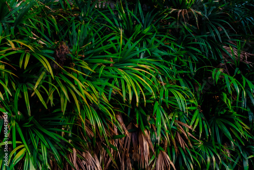 Leaves in the rainforest in Asia Leaves in the forest Beautiful nature background of vertical garden with tropical green leaf