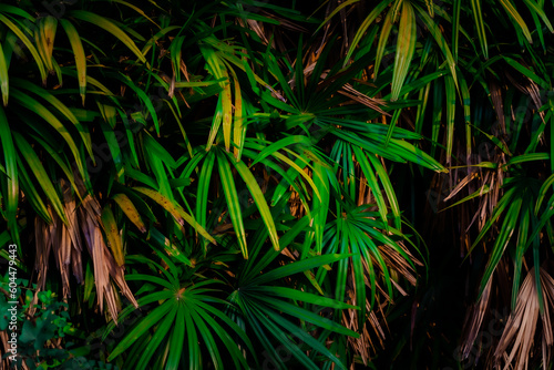 Leaves in the rainforest in Asia Leaves in the forest Beautiful nature background of vertical garden with tropical green leaf