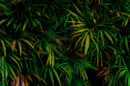 Leaves in the rainforest in Asia Leaves in the forest Beautiful nature background of vertical garden with tropical green leaf