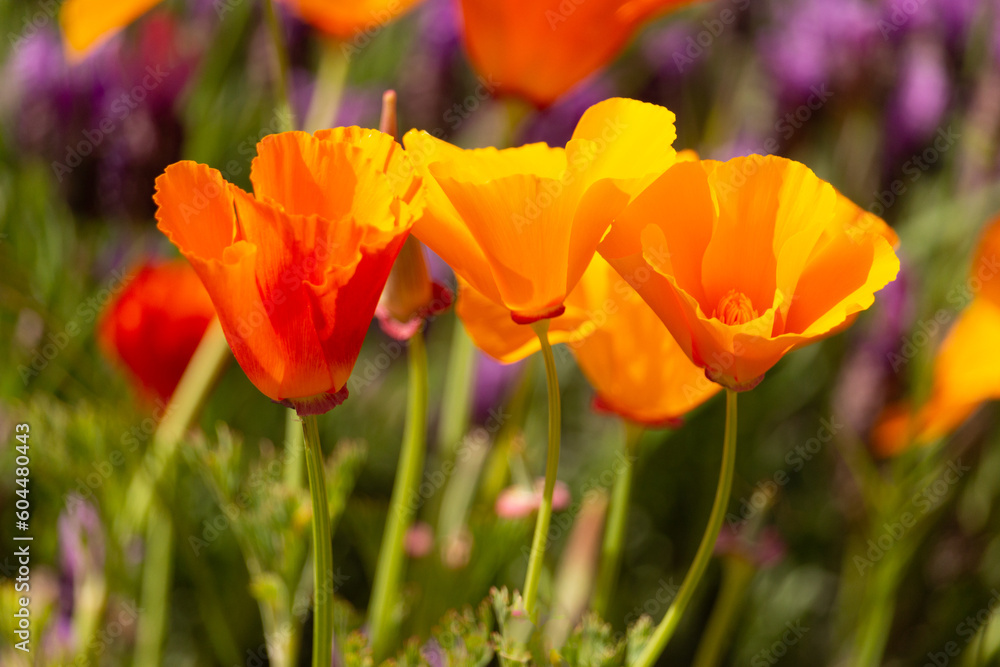 Three Vibrant California Poppies in Spring, Closeup with Purple Lavender in Background Three Vibrant California Poppies in Spring, Closeup with Purple Lavender in Background