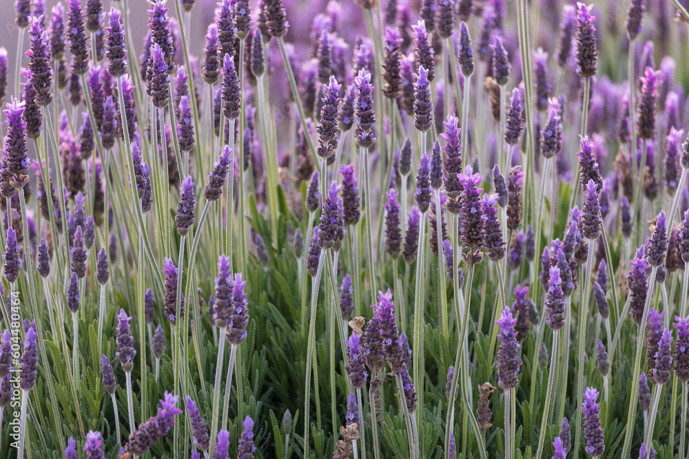 Flowering Lavender Bush Closeup