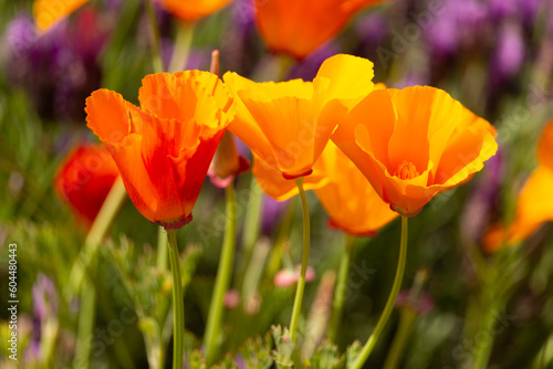 Three Vibrant California Poppies in Spring, Closeup with Purple Lavender in Background photo