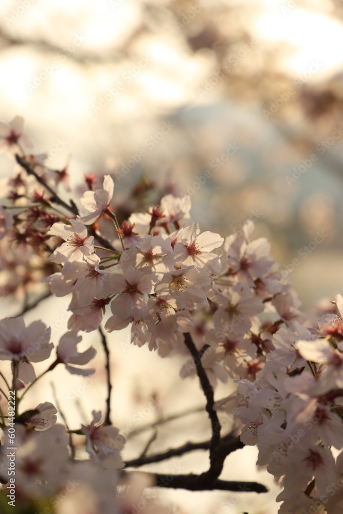 桜・満開 桜の開　花イメージ　日本の花　サクラ