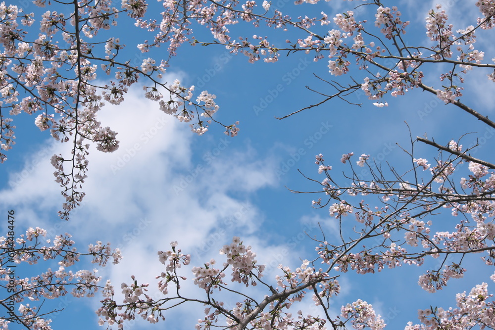 Obraz premium 空を囲む桜