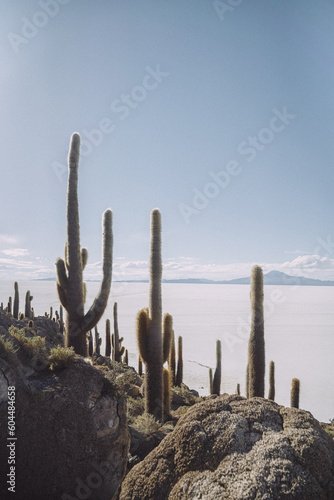 cactus in the desert (ID: 604484658)