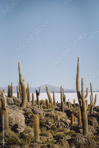 cactus in desert (ID: 604484683)
