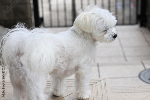 maltese dog