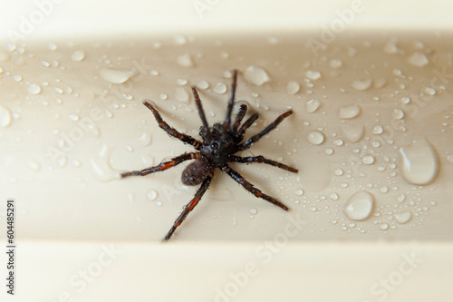 Wet common house spider isolated on beige background photo