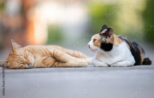 Cute cat and cat sleeping on the floor in the garden.