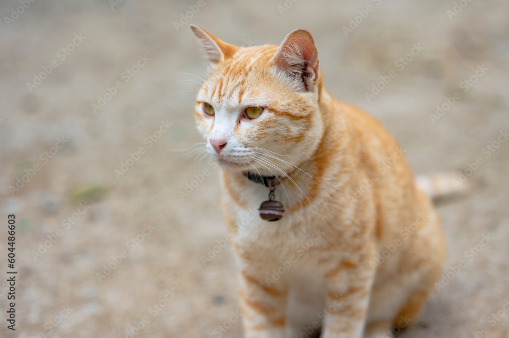 portrait of a cat portrait of a cat