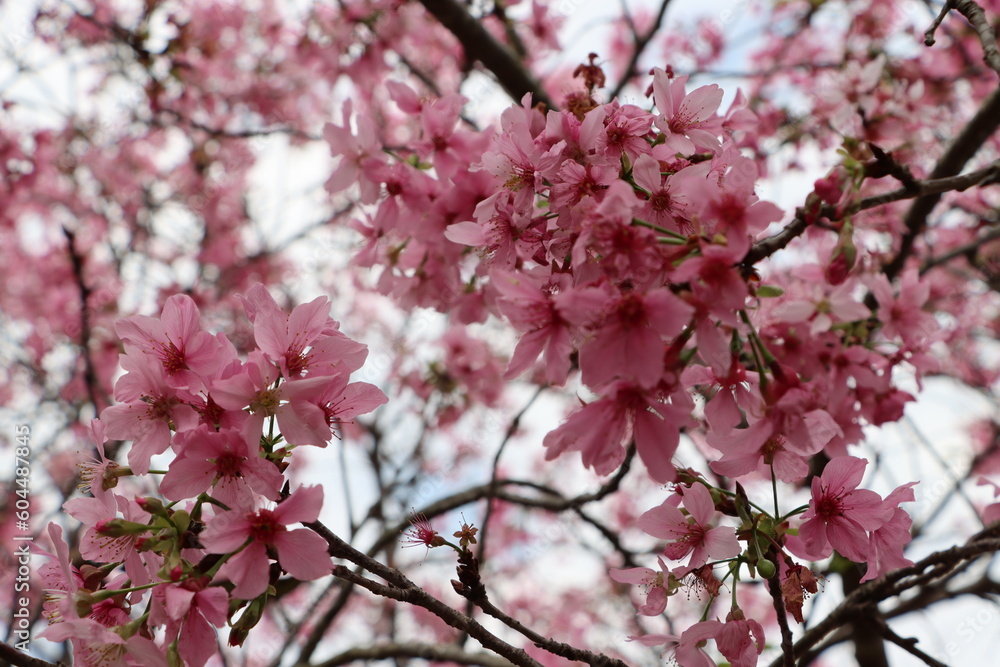 Cherry blossoms blooming in Xinshe, Taichung City, Taiwan, taken on February 28, 2021 Cherry blossoms blooming in Xinshe, Taichung City, Taiwan, taken on February 28, 2021