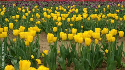  Journey Among the yYellow Tulips, a Dream Landscape photo