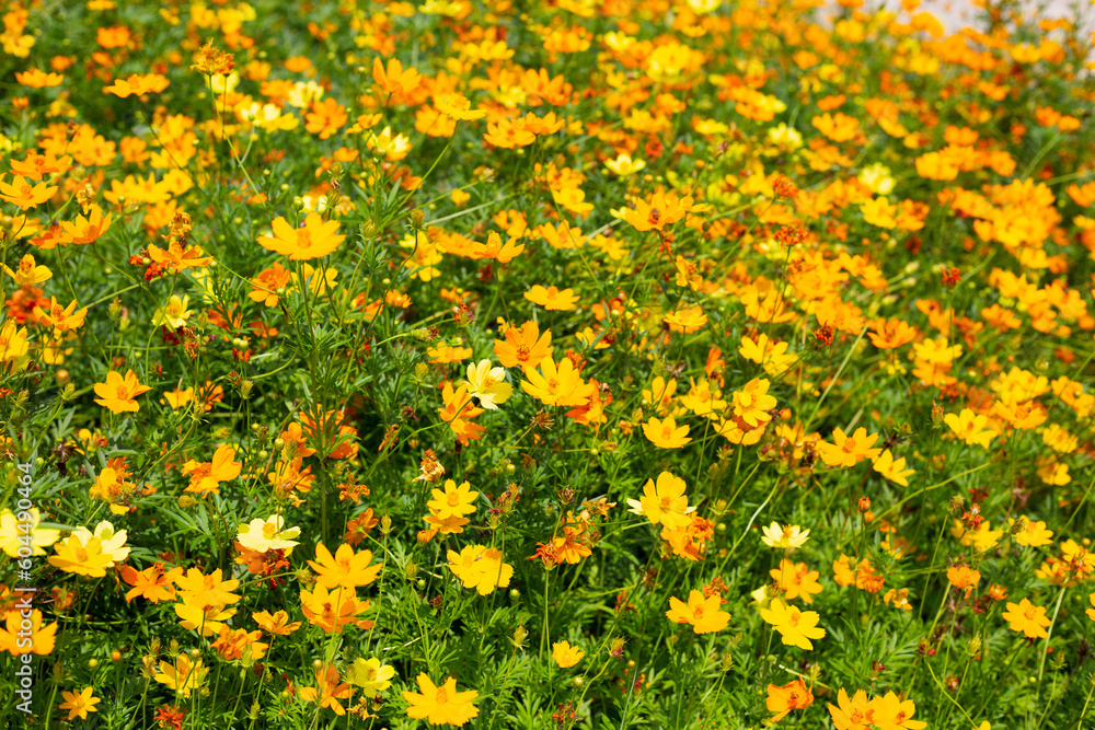 Obraz premium Sulfur cosmos or yellow cosmos flower.