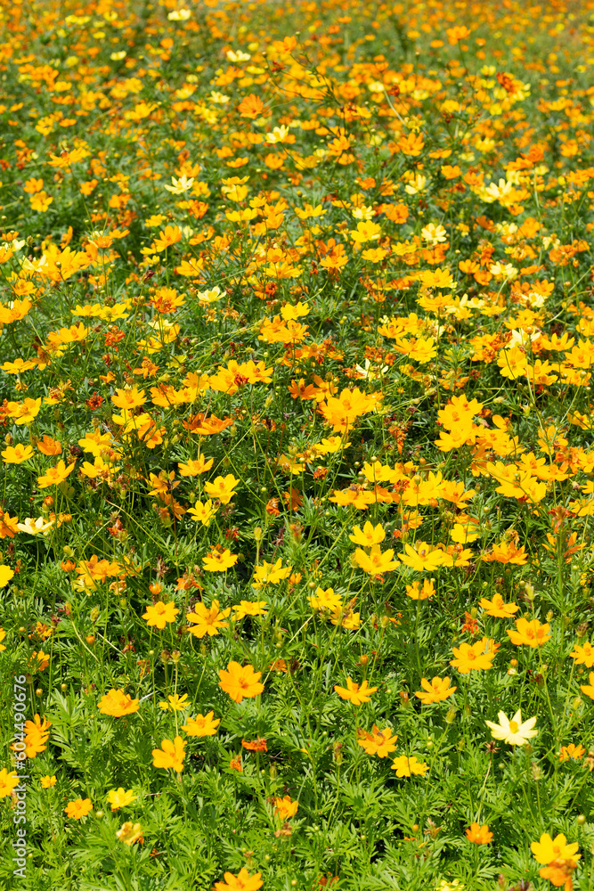 Sulfur cosmos or yellow cosmos flower.