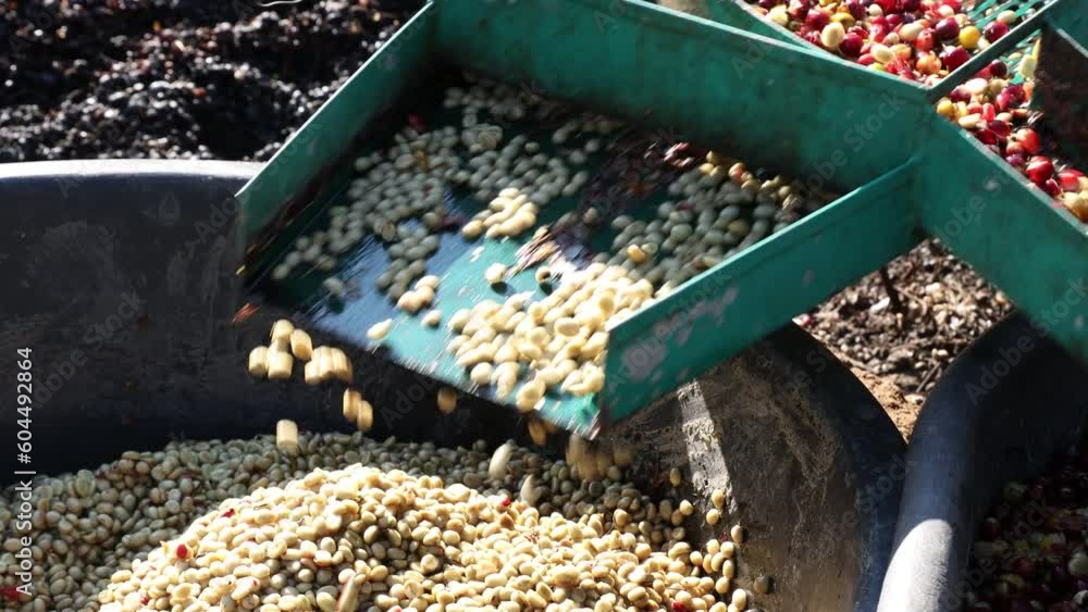 Vidéo Stock Coffee cherry pulping machine farmer. coffee bean machine