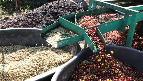 Coffee cherry pulping machine farmer. coffee bean machine process. Dry organic beans in coffee milling process	