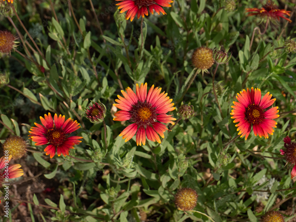 Indian Paintbrush wildflowers in closeup macro Indian Paintbrush wildflowers in closeup macro