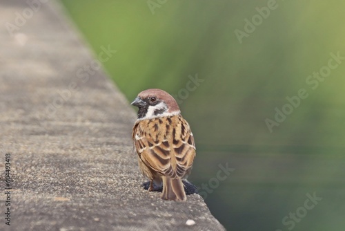 Eurasian tree sparrow (Passer montanus) © Boonsawad