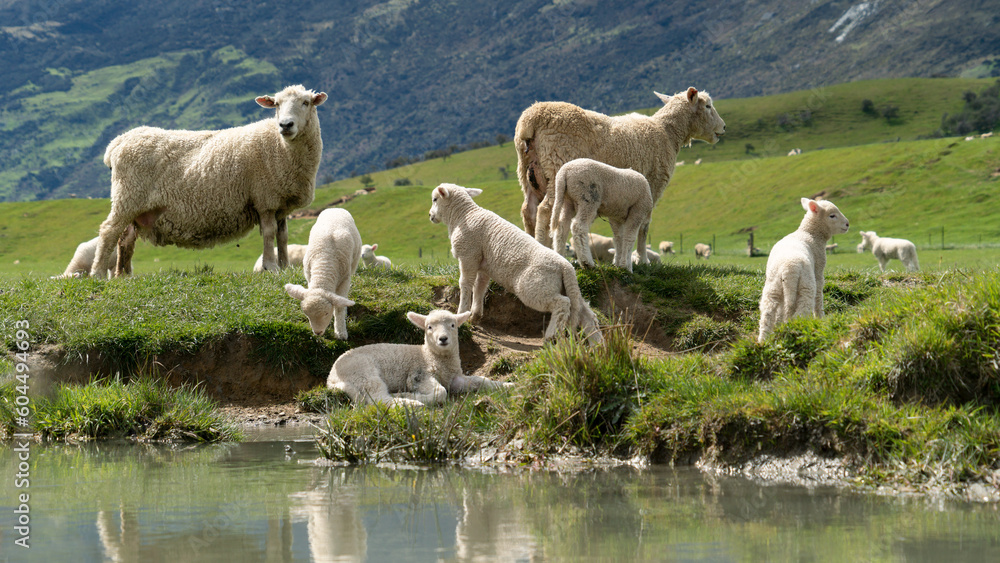Fototapeta premium Sheep and lambs grazing on green pasture near Queenstown New Zealand sustainable farming landscape