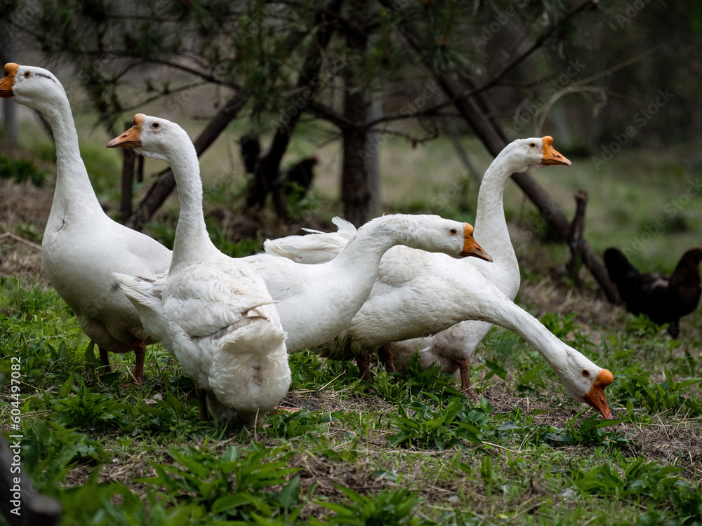 Obraz premium Free poultry, chickens, ducks, geese, sheep, etc GFX100S 100 million pixel photo