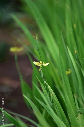 Iris flower, Neomarica longifolia or Trimezia longifolia is a herb that reproduces using rhizomes and belongs to the Iridaceae family.
