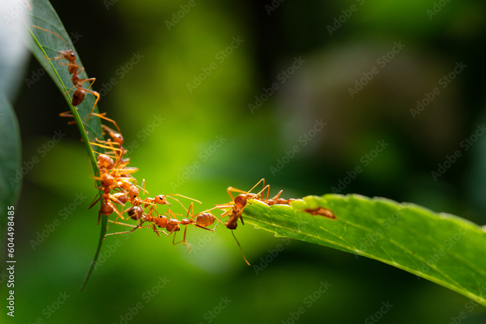 Fototapeta premium Ant action standing. Ant bridge unity team, Concept team work together
