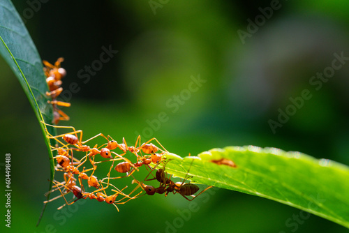 Ant action standing. Ant bridge unity team, Concept team work together photo