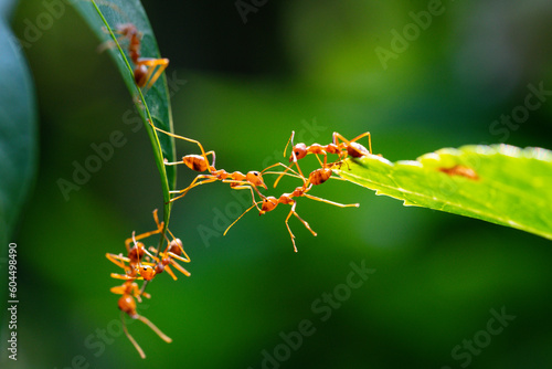 Ant action standing. Ant bridge unity team, Concept team work together © frank29052515