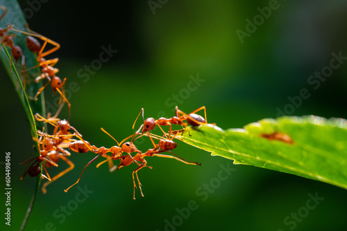 Ant action standing. Ant bridge unity team, Concept team work together © frank29052515