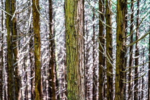 天空の茶畑展望台に行く途中の針葉樹林帯