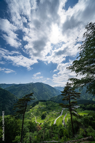 新緑の天空の茶畑