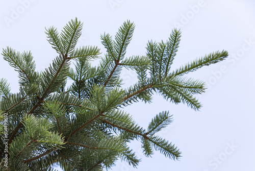 tall fir trees. sky background. Abies balsamea