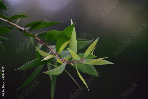 Melaleuca cajuputi, commonly known as cajuput or white samet is a plant in the myrtle family, Myrtaceae  photo