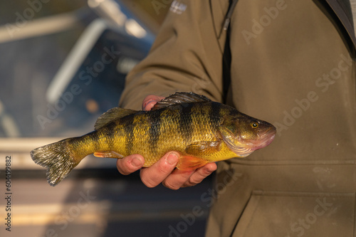 Fototapeta Naklejka Na Ścianę i Meble -  man holding yellow perch on Mississippi river in Wisconsin.